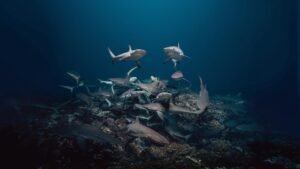 700 requins dans la nuit- Films